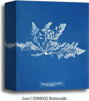 Laurencia pinnatifida var. angusta by Anna Atkins, Canvas Print Laurencia pinnatifida var. angusta by Anna Atkins, Canvas Print