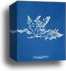 Laurencia pinnatifida var. angusta by Anna Atkins, Canvas Print