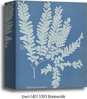 Adiantum pedatum, N. America by Anna Atkins, Canvas Print