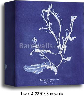 Delesseria sanguinea in fruit by Anna Atkins, Canvas Print