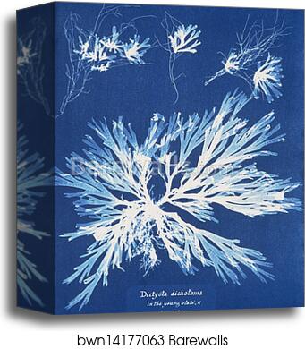 Dictyota dichotoma, in the young state; and in fruit by Anna Atkins, Canvas Print