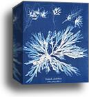 Dictyota dichotoma, in the young state; and in fruit by Anna Atkins, Canvas Print