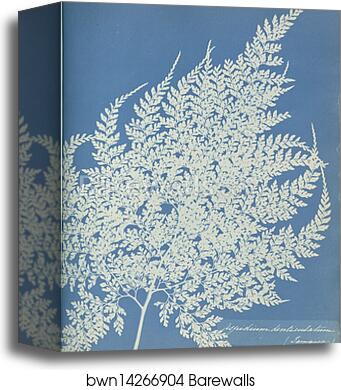 Aspidium denticulatum, Jamaica by Anna Atkins, Canvas Print Aspidium denticulatum, Jamaica by Anna Atkins, Canvas Print