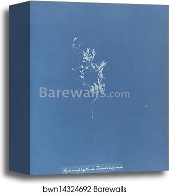 Hymenophyllum Tunbridgense, British by Anna Atkins, Canvas Print Hymenophyllum Tunbridgense, British by Anna Atkins, Canvas Print