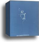 Hymenophyllum Tunbridgense, British by Anna Atkins, Canvas Print