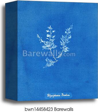Polysiphonia Brodiaei [Part X] by Anna Atkins, Canvas Print