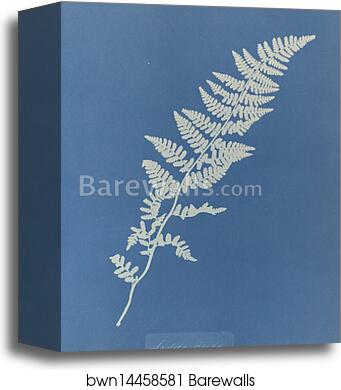 Lastrea rigida by Anna Atkins, Canvas Print