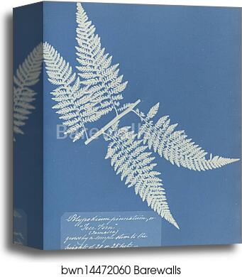 Polypodium pinnatum, Jamaica by Anna Atkins, Canvas Print