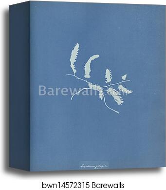 Lygodium volubile, Brazil by Anna Atkins, Canvas Print