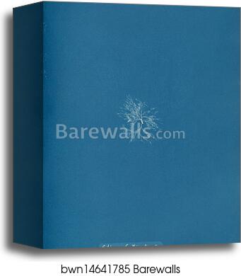 Schizonema Smithii, ß torqata by Anna Atkins, Canvas Print Schizonema Smithii, ß torqata by Anna Atkins, Canvas Print