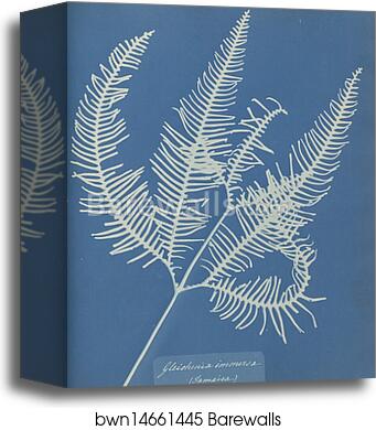 Gleichenia immersa, Jamaica by Anna Atkins, Canvas Print