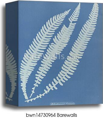 Blechnum boreale, British by Anna Atkins, Canvas Print