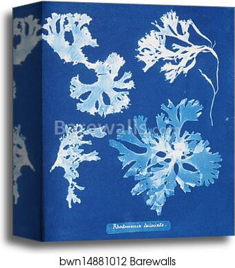 Rhodomenia laciniata by Anna Atkins, Canvas Print
