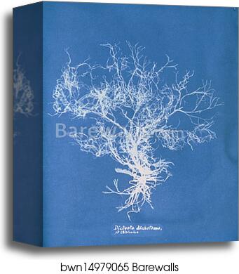 Dictyota dichotoma, β intricata by Anna Atkins, Canvas Print