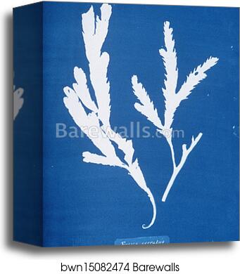 Fucus serratus by Anna Atkins, Canvas Print