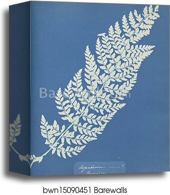 Aspidium, Jamaica by Anna Atkins, Canvas Print