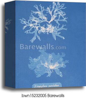 Nitophyllum punctatum ß ocellatum by Anna Atkins, Canvas Print