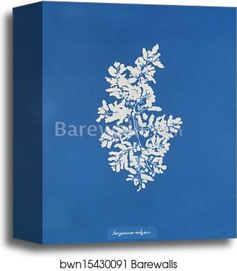 Sargassum vulgare by Anna Atkins, Canvas Print