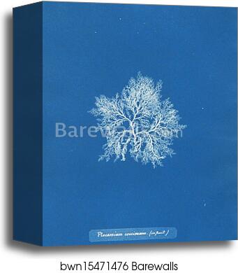 Plocamium coccineum (in fruit) by Anna Atkins, Canvas Print