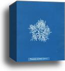 Plocamium coccineum (in fruit) by Anna Atkins, Canvas Print