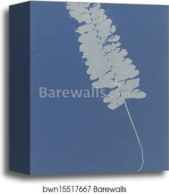 Trichomanes Crispum (Jamaica) by Anna Atkins, Canvas Print