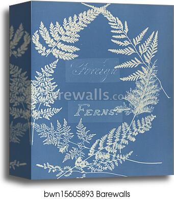 Foreign Ferns by Anna Atkins, Canvas Print