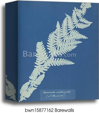 Osmunda interrupta, N. America by Anna Atkins, Canvas Print