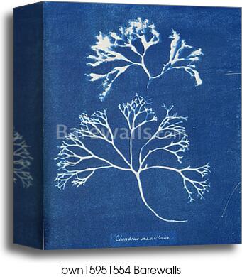 Chondrus mamillosus by Anna Atkins, Canvas Print