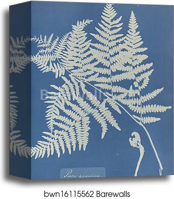 Pteris aquilina by Anna Atkins, Canvas Print