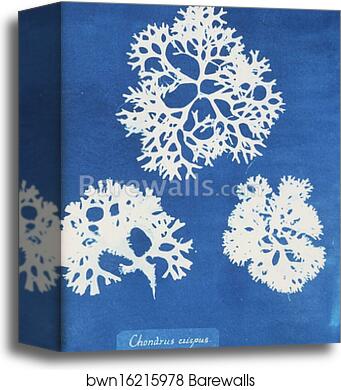 Chondrus crispus by Anna Atkins, Canvas Print