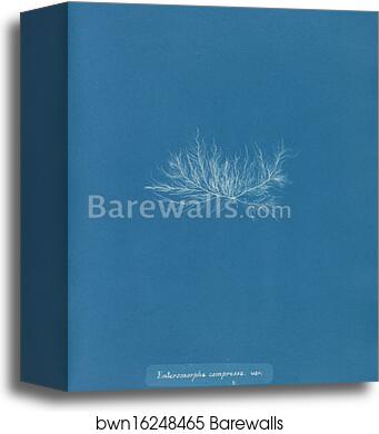Enteromorpha compressa var by Anna Atkins, Canvas Print