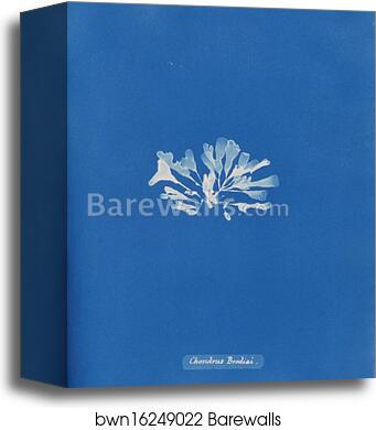 Chondrus Brodiæi by Anna Atkins, Canvas Print