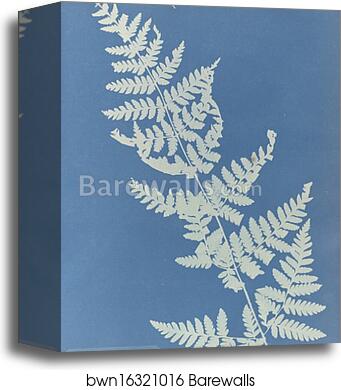 Lastrea cristata by Anna Atkins, Canvas Print