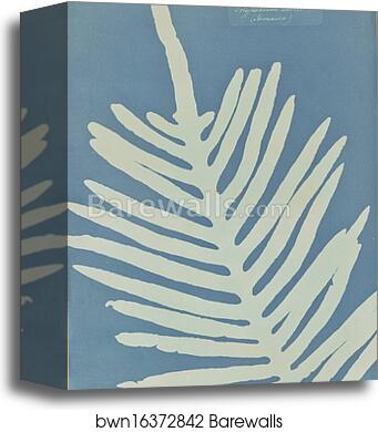 Polypodium Aureum (Jamaica) by Anna Atkins, Canvas Print