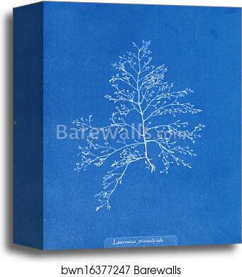 Laurencia pinnatifida v. angusta by Anna Atkins, Canvas Print