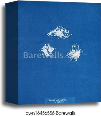 Fucus vesiculosus v. balticus by Anna Atkins, Canvas Print