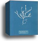 Fucus æruginosus Turner. "Med. Sea Sisbon" New to Britain by Anna Atkins, Canvas Print