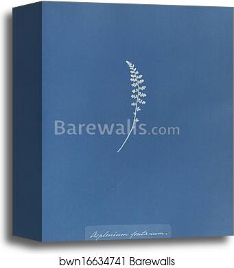 Asplenium fontanum by Anna Atkins, Canvas Print