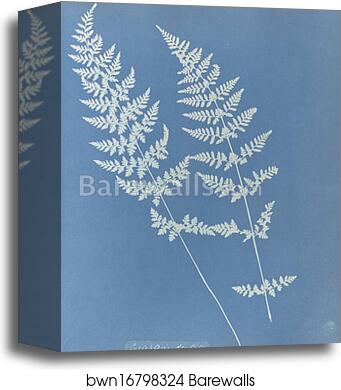 Cystopteris dentata, British by Anna Atkins, Canvas Print