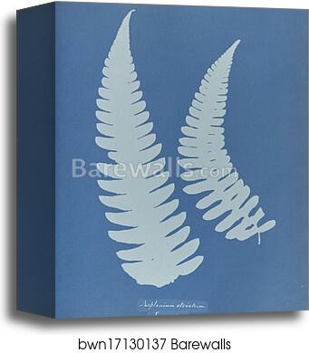Asplenium striatum by Anna Atkins, Canvas Print