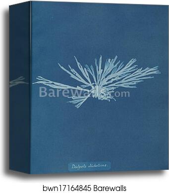 Dictyota dichotoma by Anna Atkins, Canvas Print