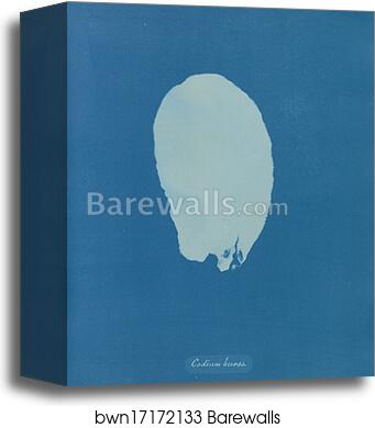 Codium Bursa by Anna Atkins, Canvas Print