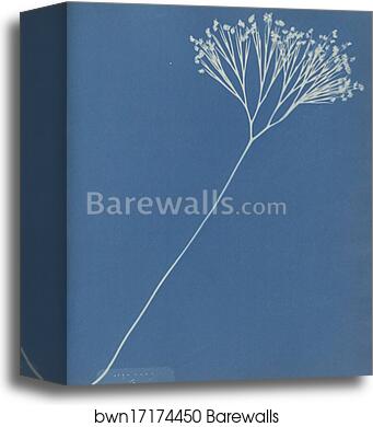 Ceylon by Anna Atkins, Canvas Print