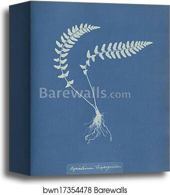 Aspidium trapezoides by Anna Atkins, Canvas Print