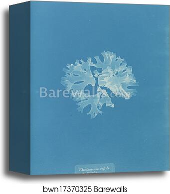 Rhodomenia bifida var. latifolia by Anna Atkins, Canvas Print