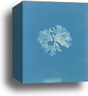 Rhodomenia bifida var. latifolia by Anna Atkins, Canvas Print