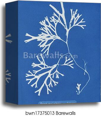 Fucus vesiculosus var. linearis by Anna Atkins, Canvas Print