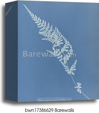 Gymnogramma sulphurea, Jamaica by Anna Atkins, Canvas Print Gymnogramma sulphurea, Jamaica by Anna Atkins, Canvas Print