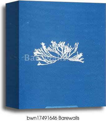 Fucus canaliculatus by Anna Atkins, Canvas Print