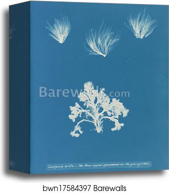 Conferva arcta: the three upper specimens in the young state by Anna Atkins, Canvas Print